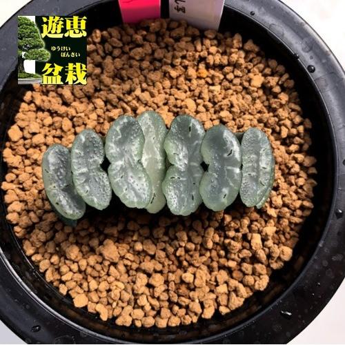 最終値下げ 多肉植物 ハオルチア 玉扇 中島氏葉挿し 幅6cm 現品 一品限り 人気ブランドを Www Ueber It
