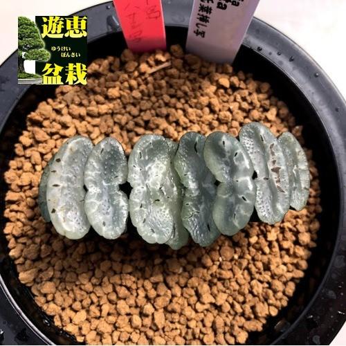 多肉植物 ハオルチア 玉扇 中島氏葉挿し 幅6 5cm 現品 一品限り S8184v 遊恵盆栽 Yahoo 店 通販 Yahoo ショッピング