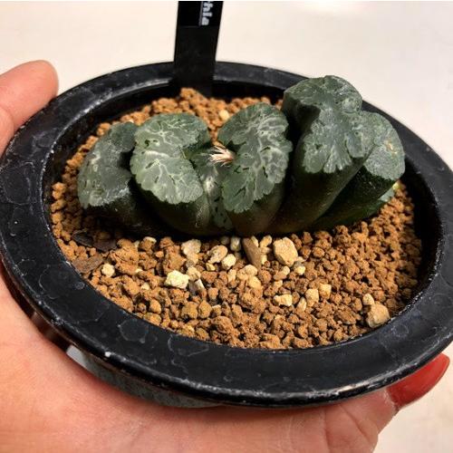 多肉植物：ハオルチア 写楽系特美大窓玉扇 歌麿*幅7cm 現品！一品限り