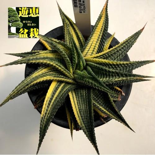 多肉植物 ハオルチア 瑠璃殿錦 るりでんにしき 幅16cm 現品 一品限り 葉先に焼けあり S8190v 遊恵盆栽 Yahoo 店 通販 Yahoo ショッピング