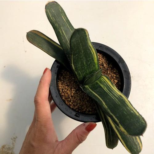 多肉植物：ガステリア 恐竜錦*幅20cm 現品！一品限り : 遊恵盆栽