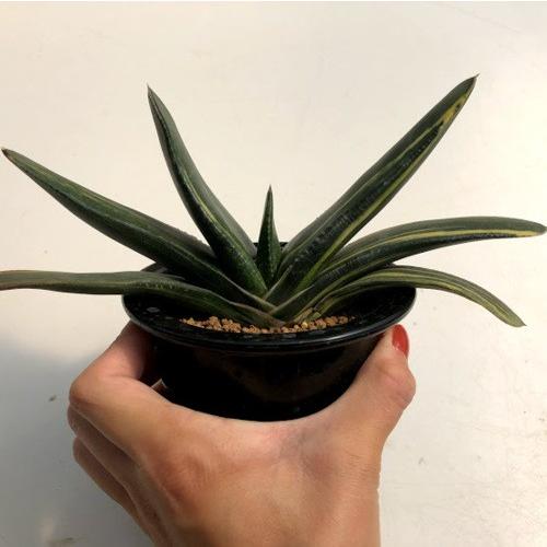 多肉植物：ガステリア 恐竜錦*幅20cm 現品！一品限り : 遊恵盆栽