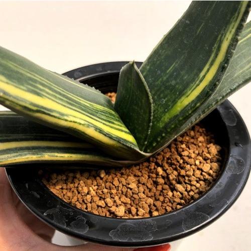 多肉植物：ガステリア 恐竜錦*幅20cm 現品！一品限り : 遊恵盆栽
