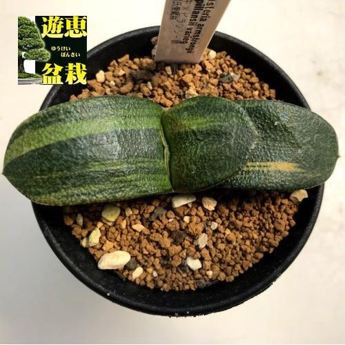 多肉植物：ガステリア 臥牛×ピランシー錦*幅9cm 現品！一品限り