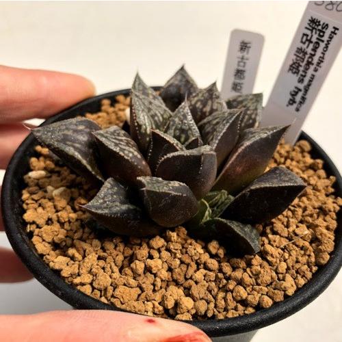 多肉植物：ハオルチア 新古都姫*幅6cm 現品！一品限り : 遊恵盆栽