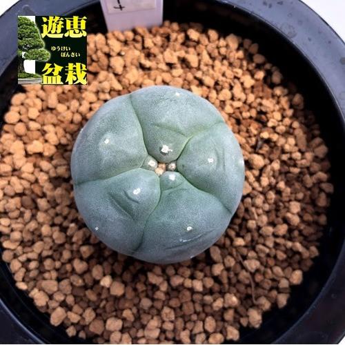 サボテン：ロフォフォラ 烏羽玉 テキサーナ*幅4cm : 遊恵盆栽 Yahoo