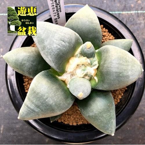 サボテン アリオカルプス 花牡丹 幅13cｍ 現品 一品限り S09v 遊恵盆栽 Yahoo 店 通販 Yahoo ショッピング