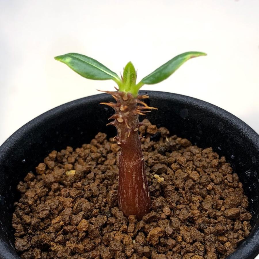 ☆特価☆コーデックス：パキポディウム ウィンゾリー 実生 S*塊根幅0.7