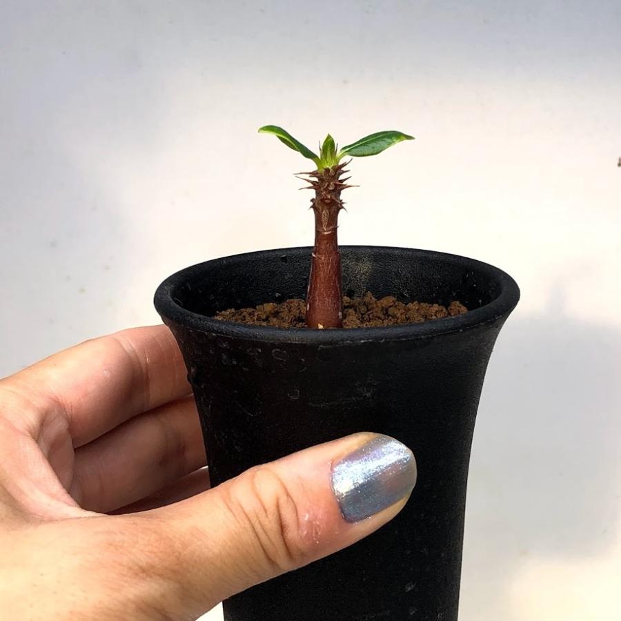 ☆特価☆コーデックス：パキポディウム ウィンゾリー 実生 S*塊根幅0.7