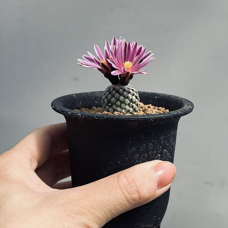 サボテン：ツルビニカルプス バラ丸 S*幅2cm : 遊恵盆栽 Yahoo!店