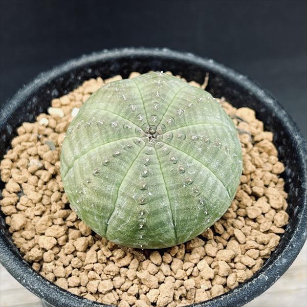 WEB限定カラー 多肉植物:ユーフォルビア オベサ M 幅4.5cm WEB限定カラー 多肉植物:ユーフォルビア オベサ M 幅4.5cm
