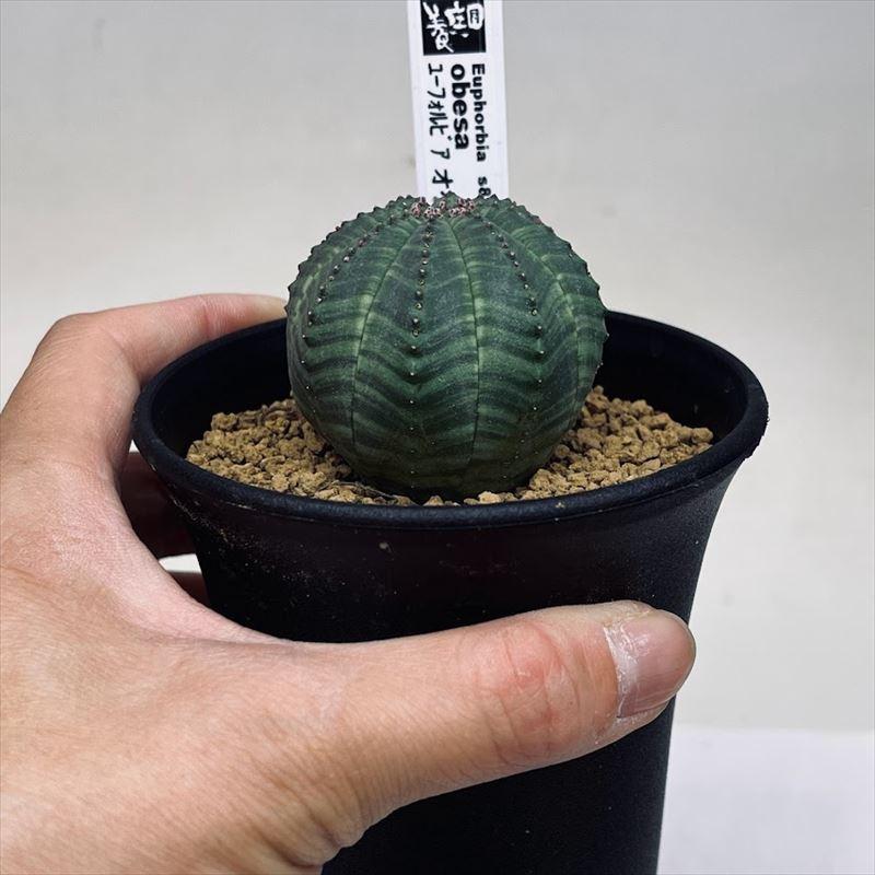 多肉植物 ユーフォルビア オベサ M 幅4 5cm 好評受付中 M