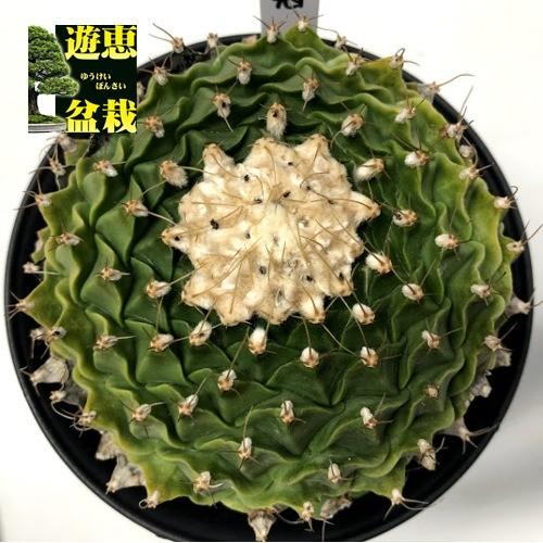 サボテン：オブゴレニア　帝冠*幅12ｃｍ　現品！一品限り