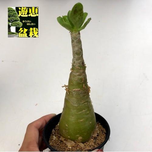 コーデックス チレコドン パニクラーツス 阿房宮 幅5ｃｍ 現品 一品限り S65v 遊恵盆栽 Yahoo 店 通販 Yahoo ショッピング