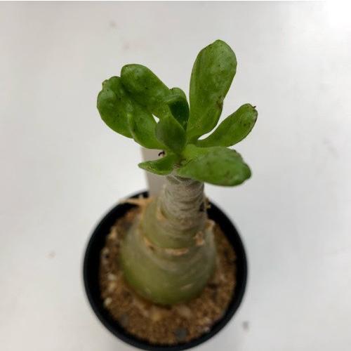 コーデックス：チレコドン パニクラーツス 阿房宮*幅5cm 現品！一品