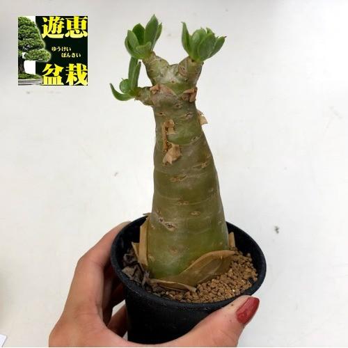 コーデックス：チレコドン パニクラーツス 阿房宮*幅5.5cm 現品