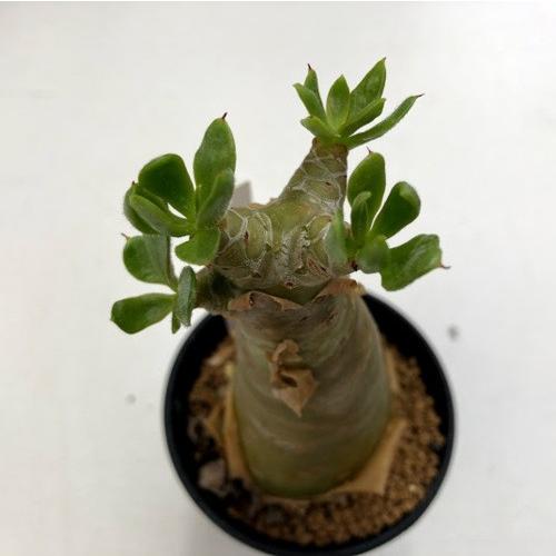 コーデックス：チレコドン パニクラーツス 阿房宮*幅5.5cm 現品