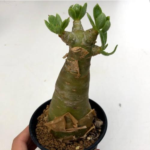 コーデックス：チレコドン パニクラーツス 阿房宮*幅5.5cm 現品