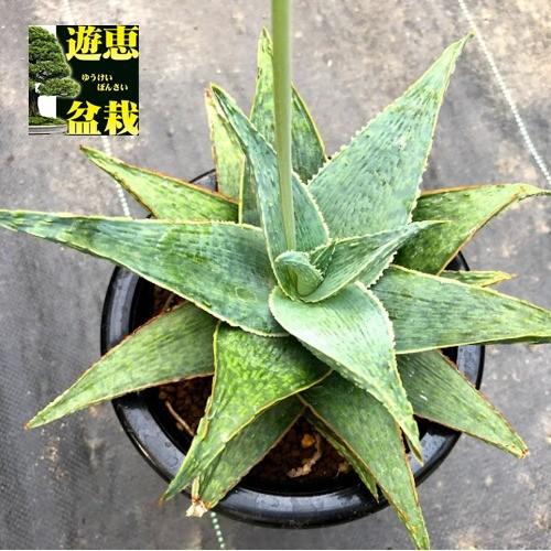 多肉植物 アロエhyb 幅ｃｍ 現品 一品限り S74v 遊恵盆栽 Yahoo 店 通販 Yahoo ショッピング