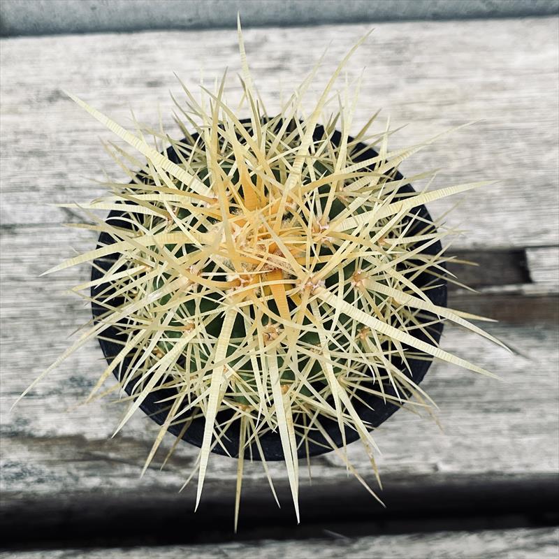 サボテン　エキノカクタス　金鯱　抜き苗　5個 楽天市場】サボテン：エキノカクタス 短刺金鯱*幅12cm 現品