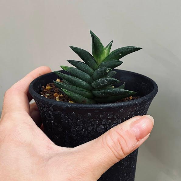 多肉植物：ハオルチア 特良ウィスコーサ*幅5cm : 遊恵盆栽 Yahoo!店