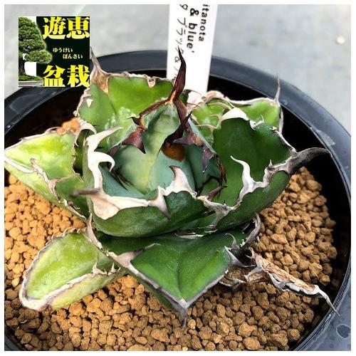多肉植物：アガベ チタノタ ブラックアンドブルー*幅9cm 現品！一品