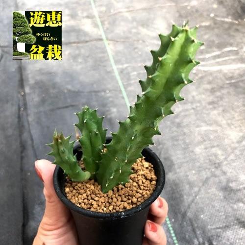 多肉植物：ガガイモ フェルニア コンシンナ*幅6cm : 遊恵盆栽 Yahoo!店
