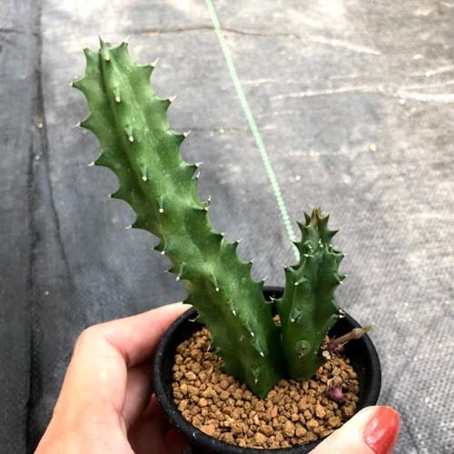 多肉植物　ガガイモ　フェルニア　抜き苗 多肉植物：ガガイモ フェルニア ペンデュラ*幅3cm : 遊恵盆栽