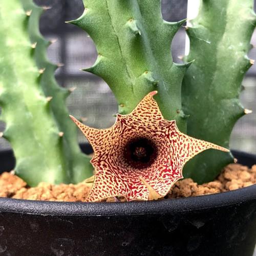 多肉植物　ガガイモ　フェルニア　抜き苗 フェルニア・ペンデュラ 抜き苗 多肉植物 ガガイモ - メルカリ