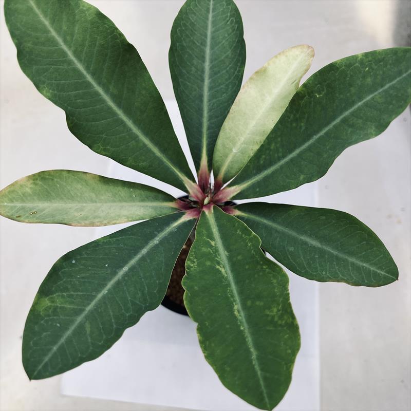多肉植物：ユーフォルビア ビグエリー 噴火竜*M 葉幅16cm : 遊恵盆栽