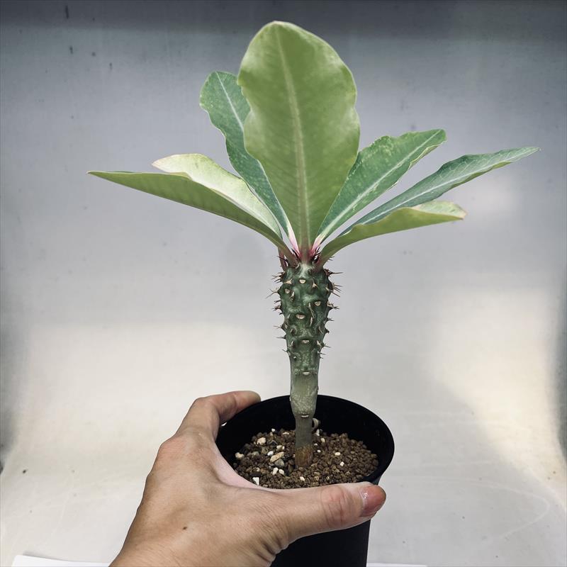 多肉植物：ユーフォルビア ビグエリー 噴火竜*M 葉幅16cm : 遊恵盆栽