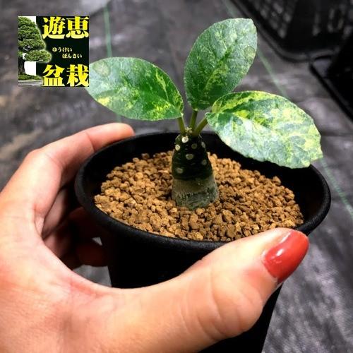 コーデックス：ドルステニア フォエチダ 斑入り*塊根幅1.5cm 現品