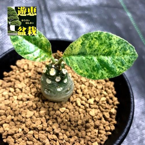 コーデックス：ドルステニア フォエチダ 斑入り*塊根幅2cm 現品