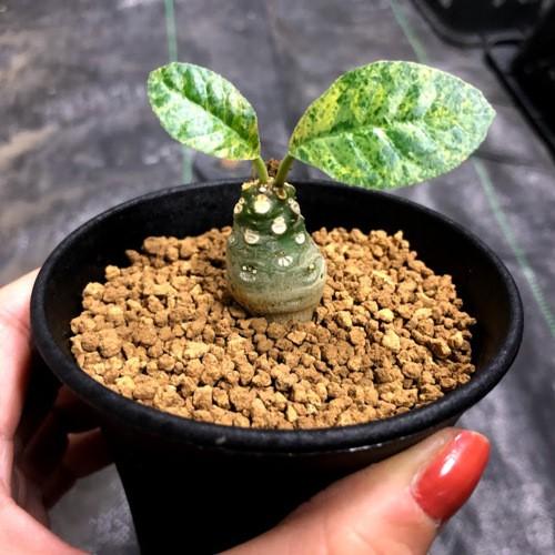 ドルステニア　フォエチダ isla del pescado - Dorstenia foetida-ドルステニア・フォエチダ