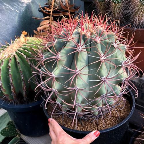 サボテン：フェロカクタス 江守*幅26cm 現品！一品限り : 遊恵盆栽