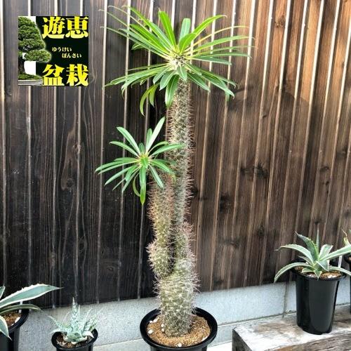コーデックス：パキポディウム “ラメレイ”(ラメリー)*葉幅32cm 現品