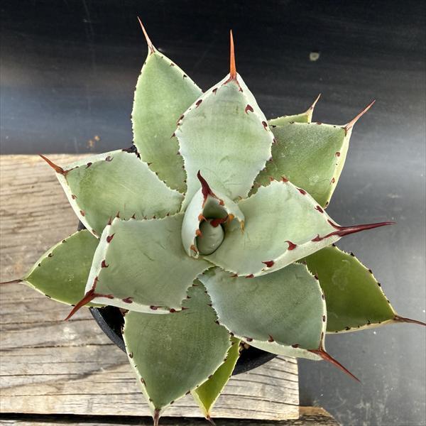 多肉植物：アガベ 吉祥冠*幅9cm : 遊恵盆栽 Yahoo!店 - 通販 - Yahoo