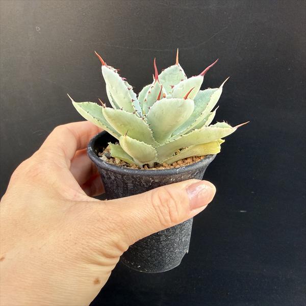 多肉植物：アガベ 吉祥冠*幅9cm : 遊恵盆栽 Yahoo!店 - 通販 - Yahoo