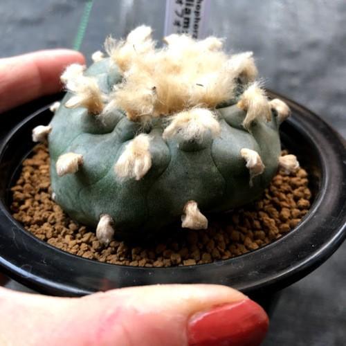サボテン ロフォフォラ 烏羽玉 3号鉢つき 7点セット❗ ⑤ サボテン