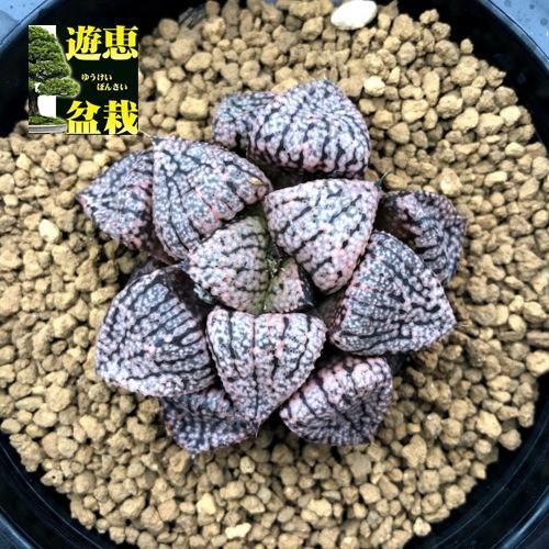 多肉植物：ハオルチア 関西系モザイクピクタ*幅5ｃｍ　現品！一品限り