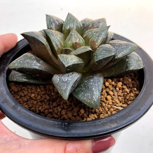 多肉植物:ハオルチア シルバームチカ×ホワイトウルフ 多肉植物:ハオルチア シルバームチカ×ホワイトウルフ