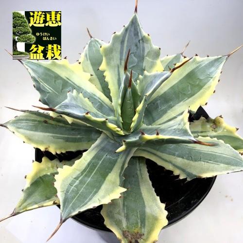 多肉植物：アガベ 怒雷神錦 ベルシャフェルティ*幅26cm 現品！一品