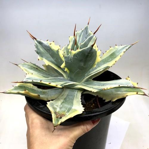多肉植物：アガベ 怒雷神錦 ベルシャフェルティ*幅26cm 現品！一品
