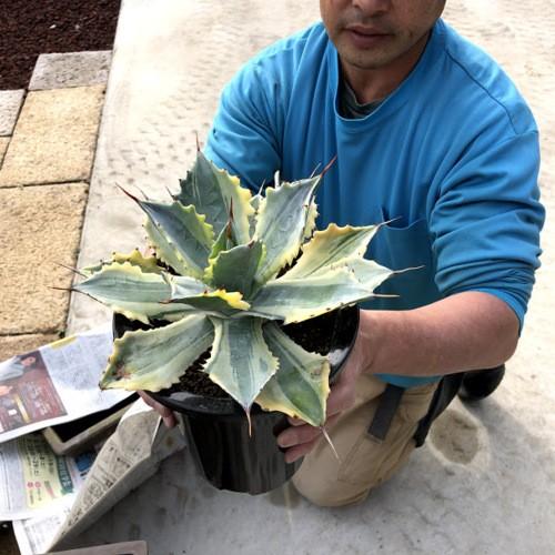 多肉植物：アガベ 怒雷神錦 ベルシャフェルティ*幅26cm 現品！一品