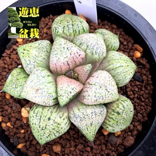 現金特価 多肉植物 ハオルチア 関西系モザイクピクタ 幅8ｃｍ 現品 一品限り 爆安プライス Cygen Eu