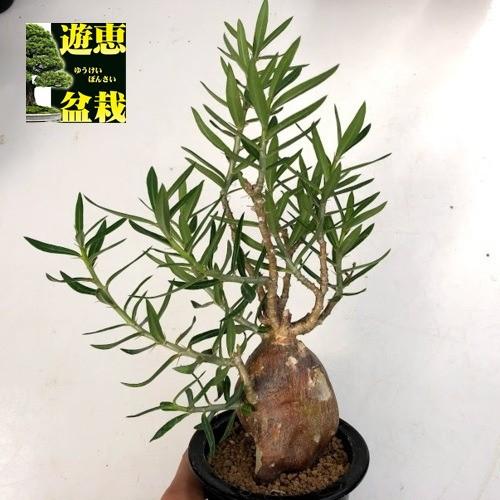 コーデックス：パキポディウム ビスピノーサム*塊根幅6cm 現品！一品