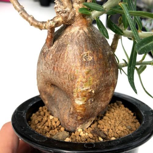 コーデックス：パキポディウム ビスピノーサム*塊根幅6cm 現品！一品