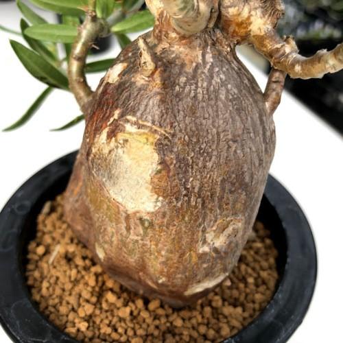 コーデックス：パキポディウム ビスピノーサム*塊根幅6cm 現品！一品