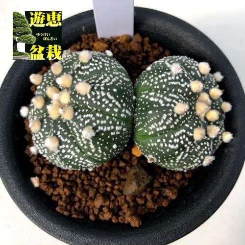 サボテン：アストロフィツム 兜丸 ダブルヘッド*全幅7cm 現品！一品