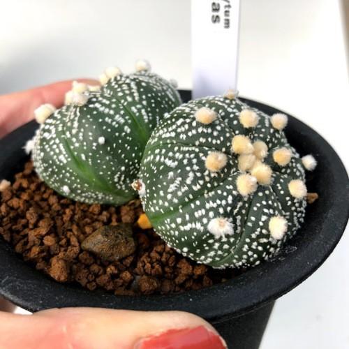 サボテン：アストロフィツム 兜丸 ダブルヘッド*全幅7cm 現品！一品